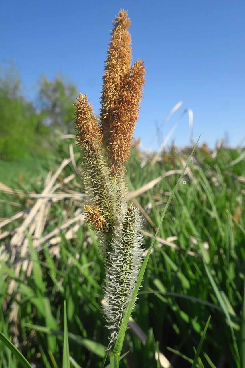 Изображение особи Carex acutiformis.