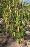 Betula pubescens