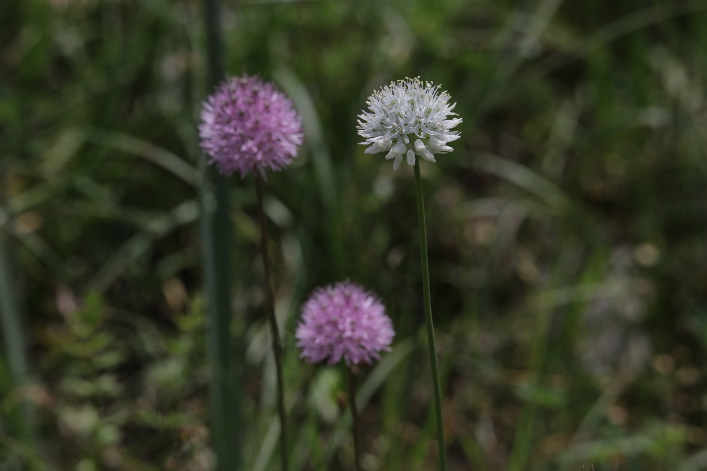 Image of Allium hymenorhizum specimen.