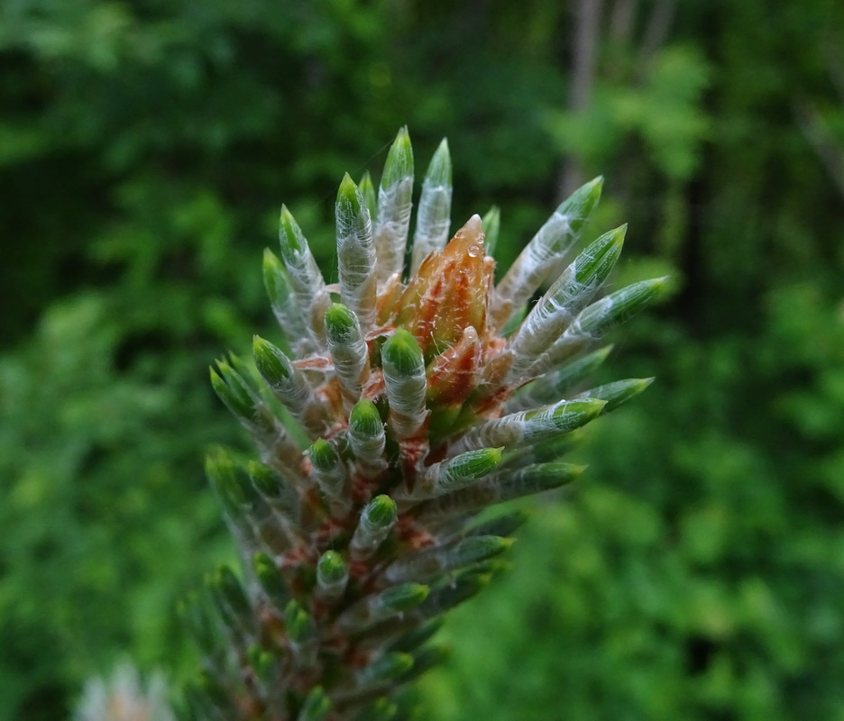 Изображение особи Pinus sylvestris.