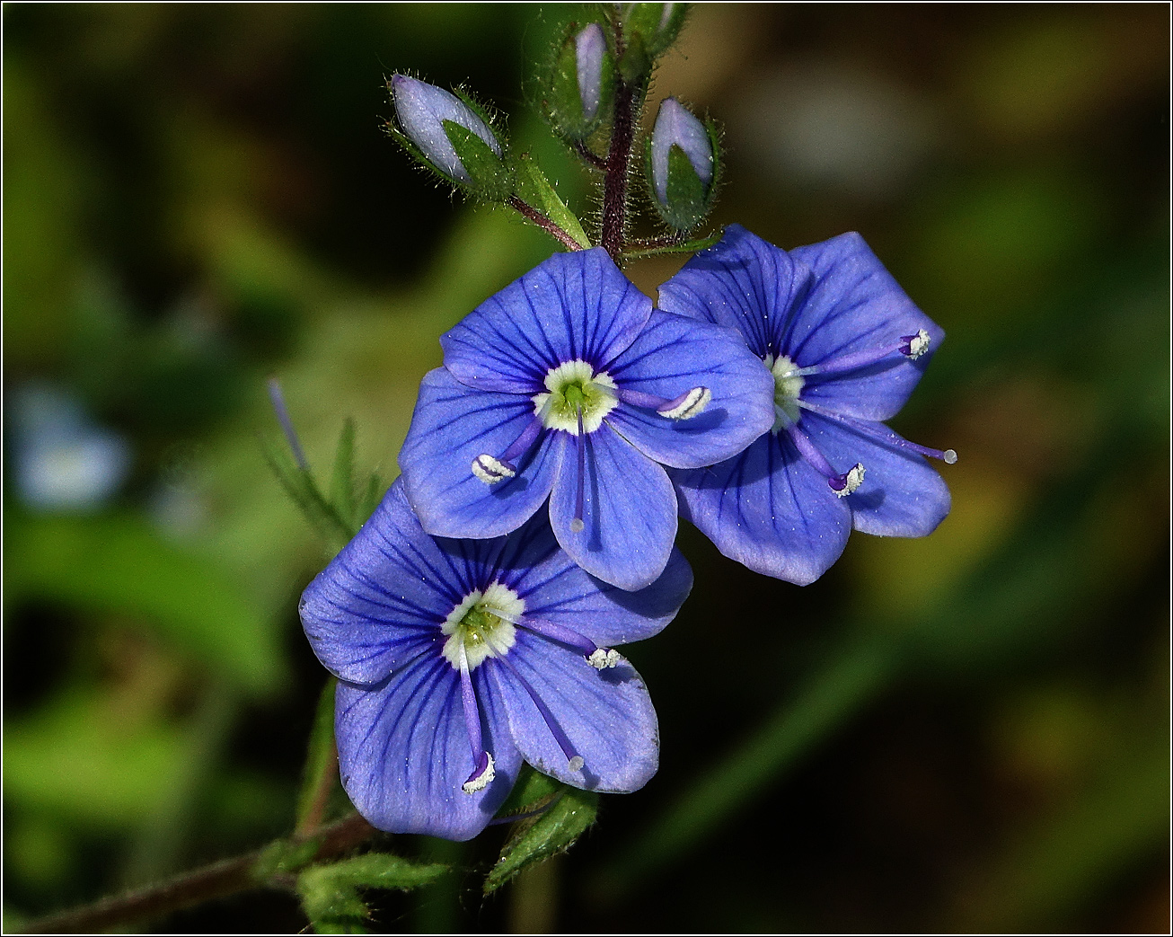 Image of Veronica chamaedrys specimen.