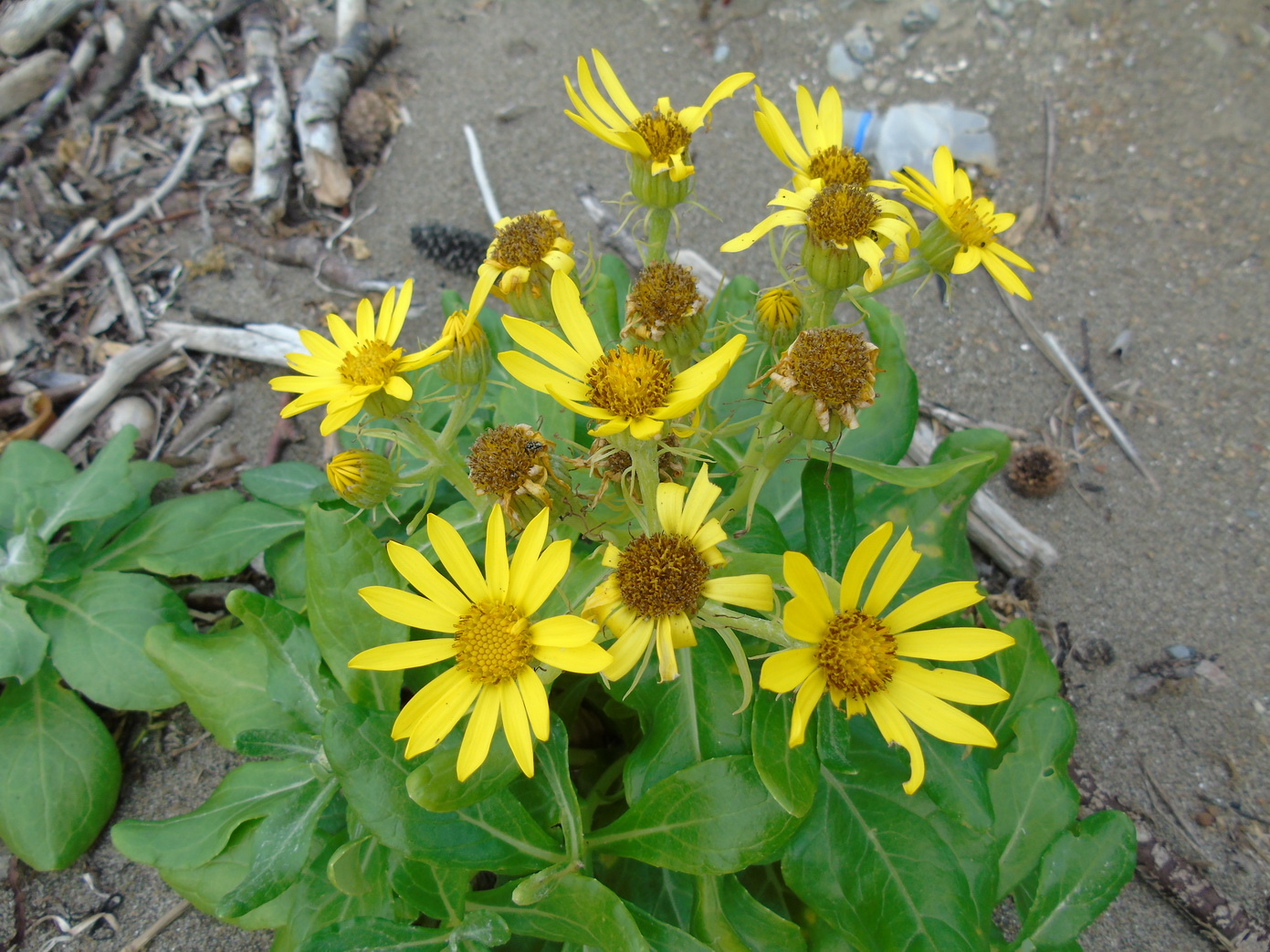 Изображение особи Senecio pseudoarnica.