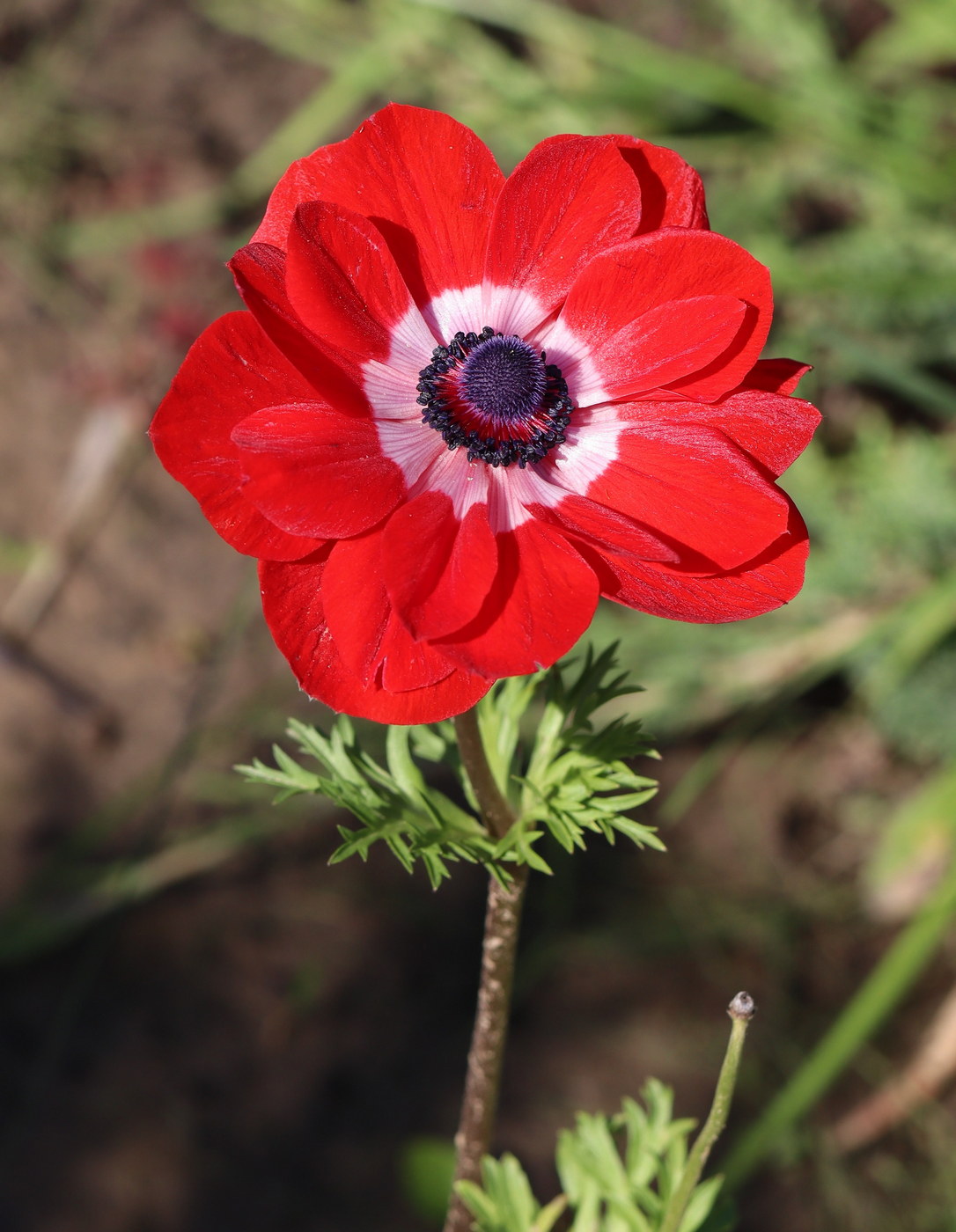 Изображение особи Anemone coronaria.