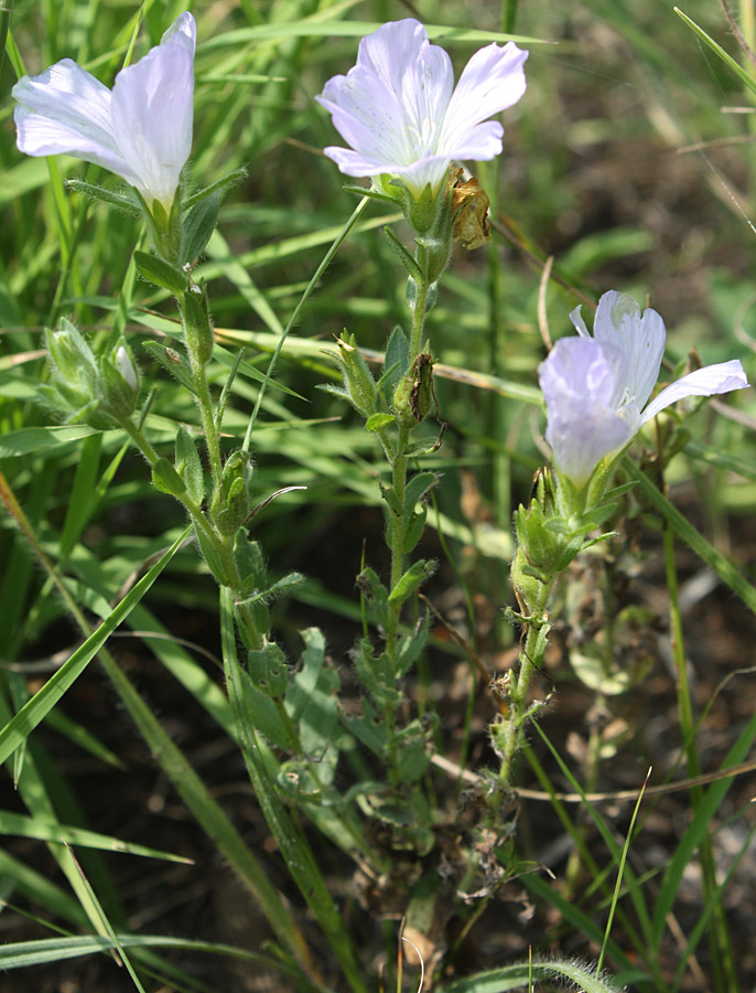 Image of Linum hirsutum specimen.