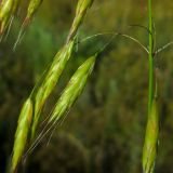 Bromus japonicus. Колоски. Ростовская обл., Азовский р-н, с. Кугей, степной склон балки. 13.06.2022.