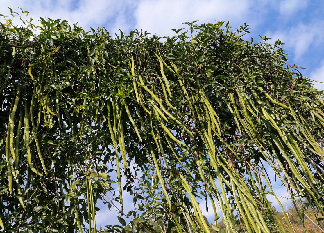 Image of genus Cassia specimen.