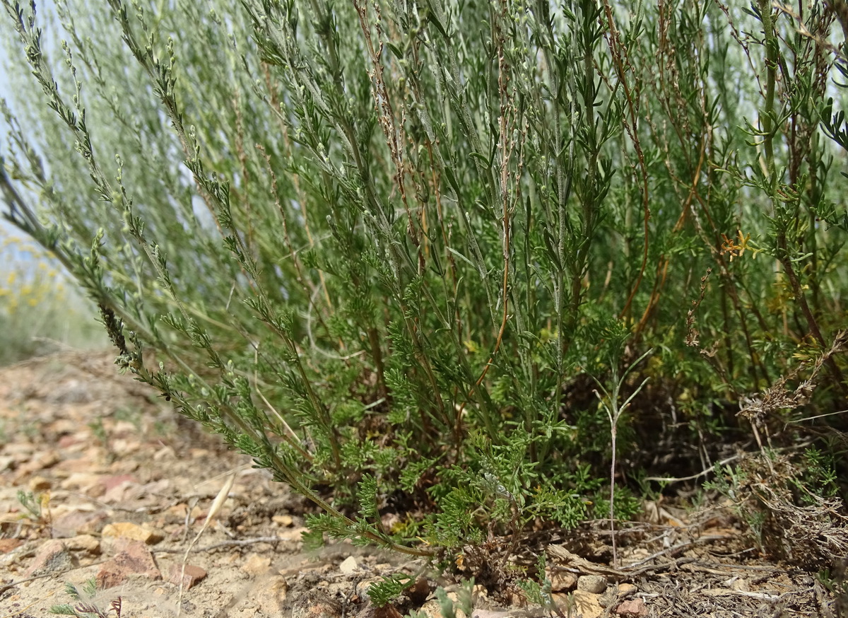 Image of Artemisia pauciflora specimen.