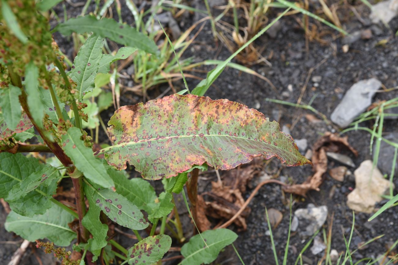 Image of genus Rumex specimen.