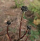 Смотреть изображение Trommsdorffia maculata
