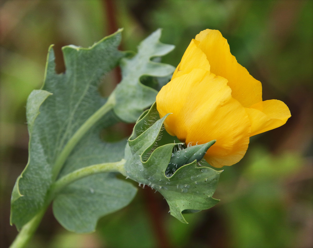 Изображение особи Glaucium flavum.