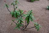 Euphorbia splendens