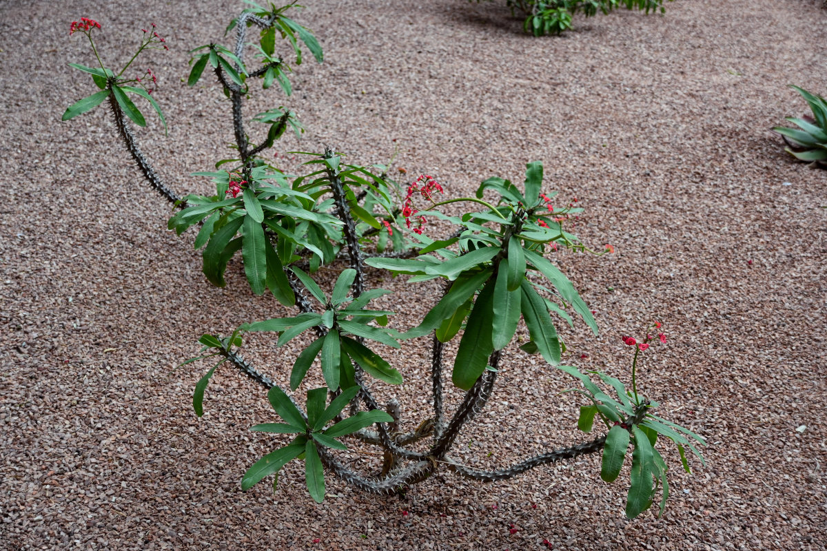 Image of Euphorbia splendens specimen.