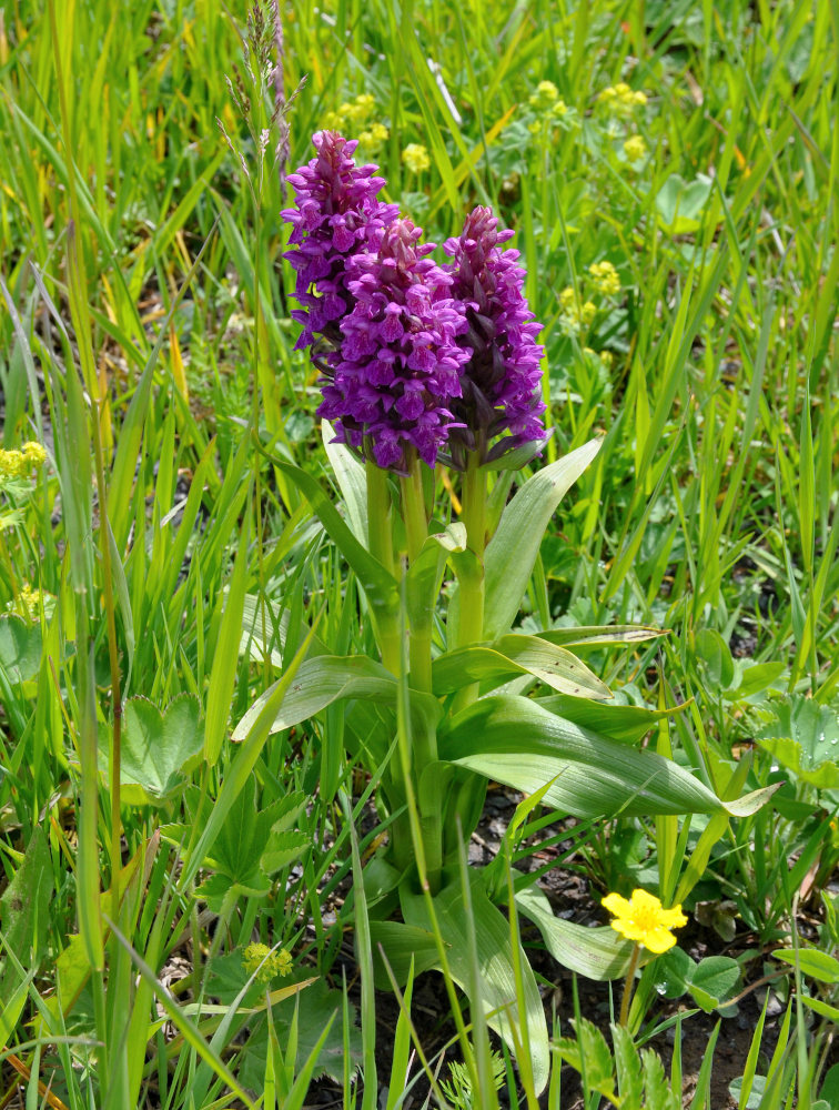 Image of Dactylorhiza incarnata specimen.