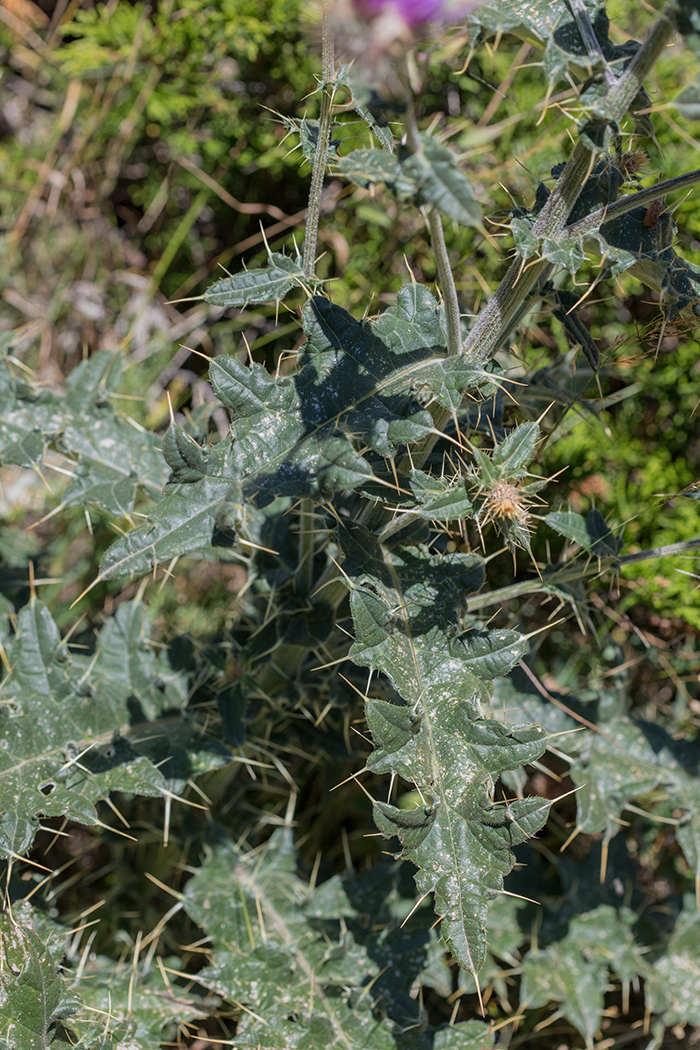 Image of Cirsium erythrolepis specimen.