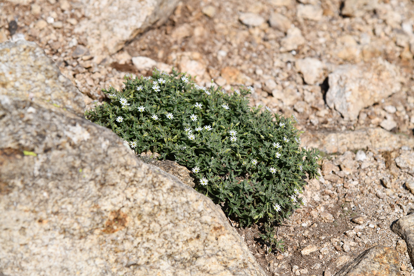 Image of Stellaria dichotoma specimen.