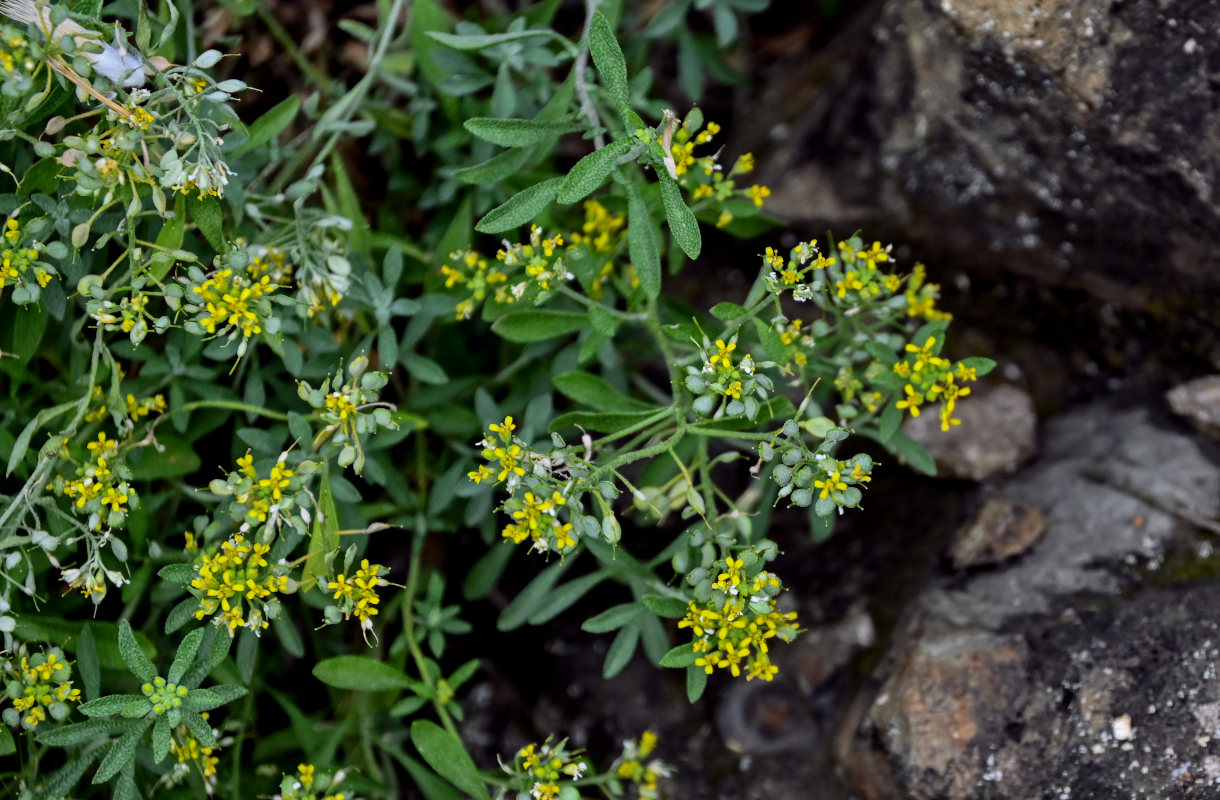 Изображение особи род Alyssum.