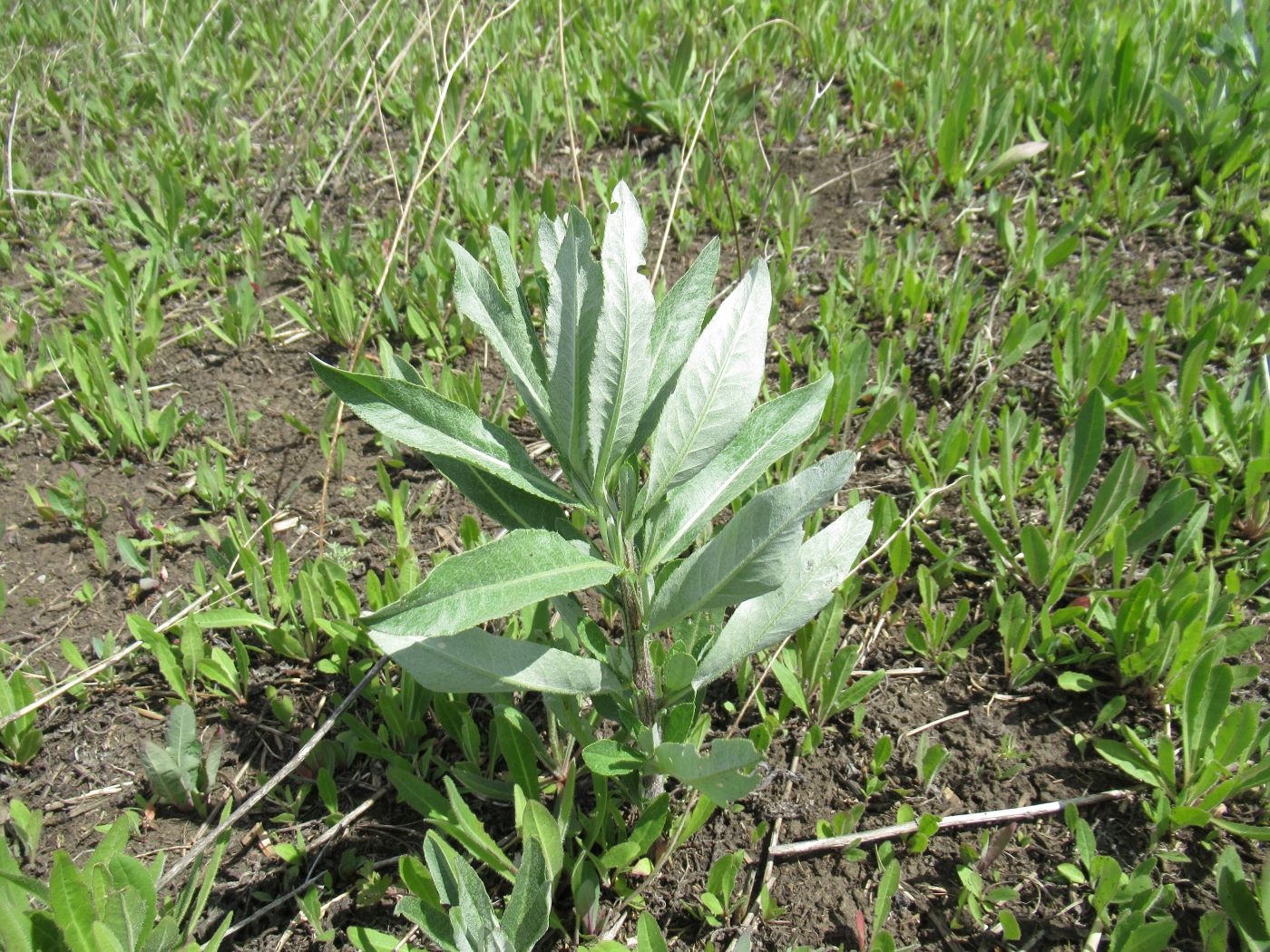 Изображение особи Cirsium incanum.