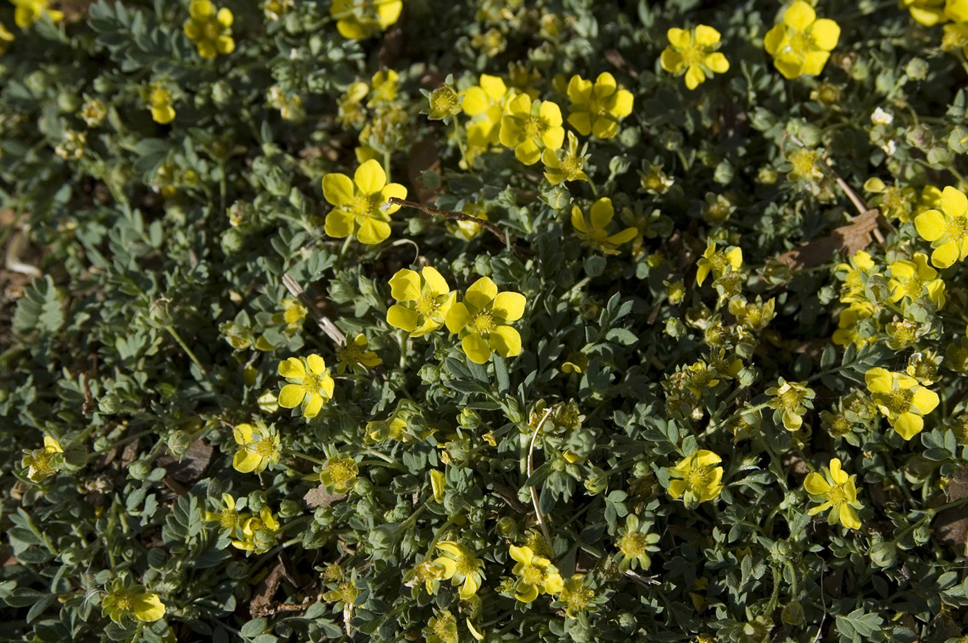 Изображение особи Potentilla semiglabra.