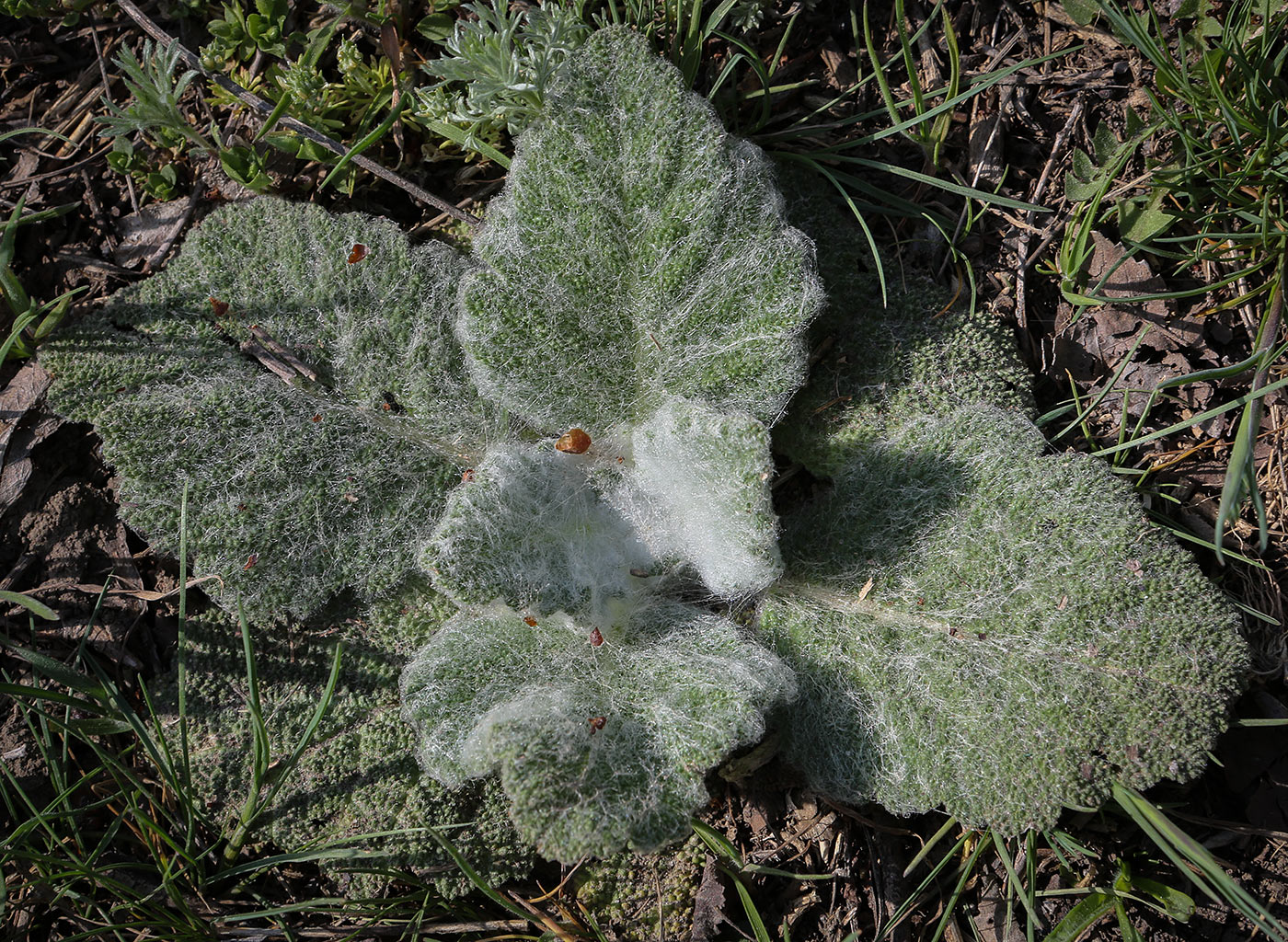 Изображение особи Salvia aethiopis.