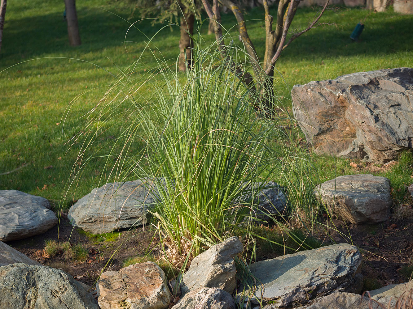 Image of genus Carex specimen.