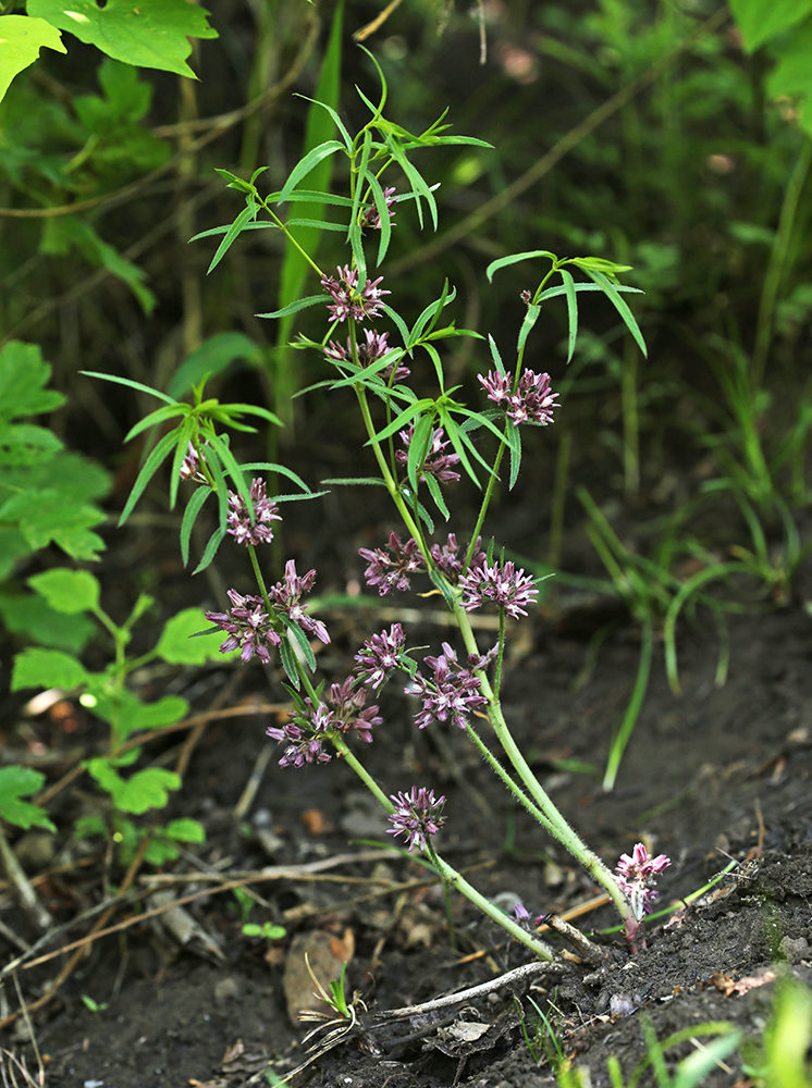 Image of Cynanchum purpureum specimen.