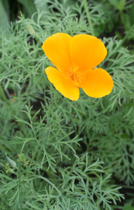 Image of Eschscholzia californica specimen.