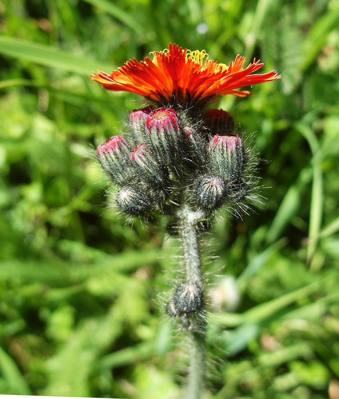 Image of Pilosella aurantiaca specimen.