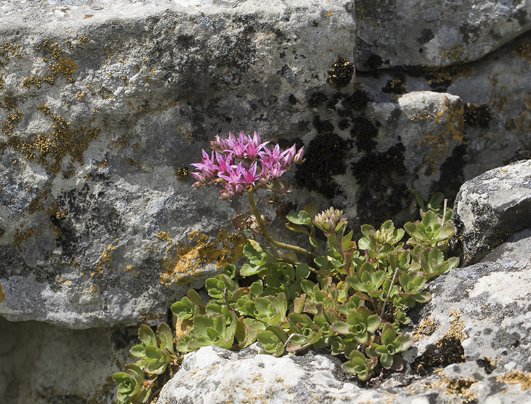 Изображение особи Sedum spurium.