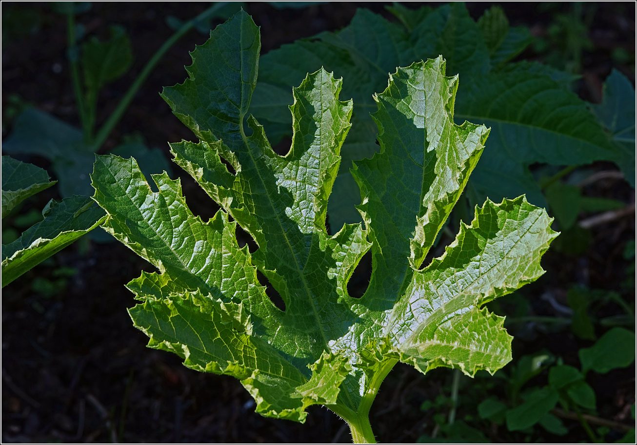 Image of Cucurbita pepo specimen.