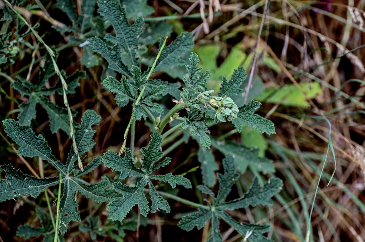 Image of genus Alcea specimen.