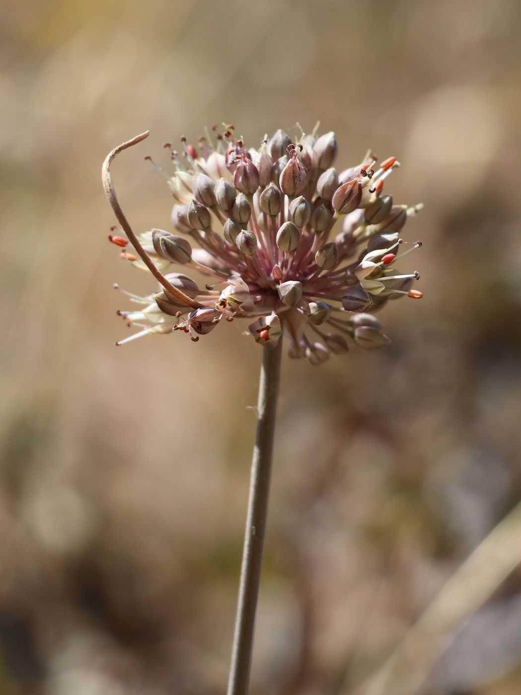 Изображение особи Allium talassicum.