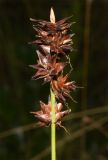 Carex spicata. Соплодие. Узбекистан, Наманганская обл., Чустский р-н, верховье кишлака Гова (G'ova), зона отдыха \"Нур\", Ферганская долина, левый берег р. Говасай. 23.07.2024.