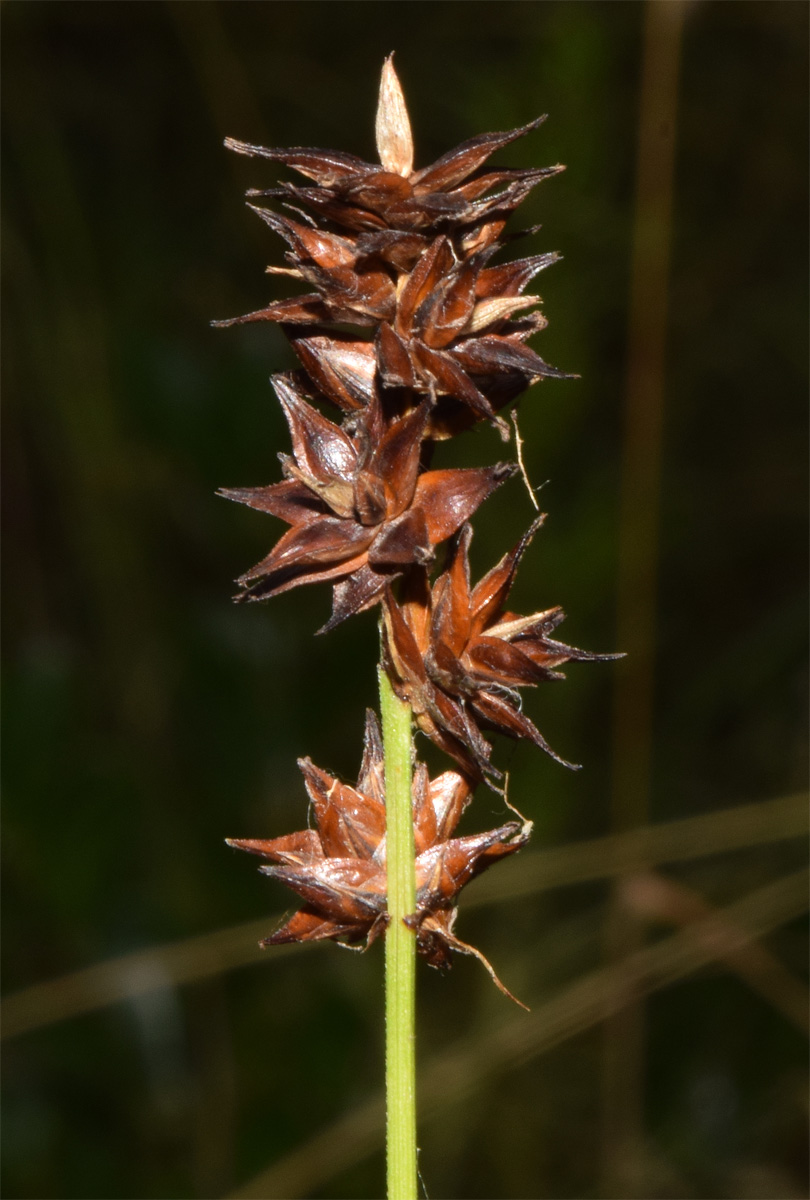 Image of Carex spicata specimen.