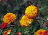 genus Chrysanthemum