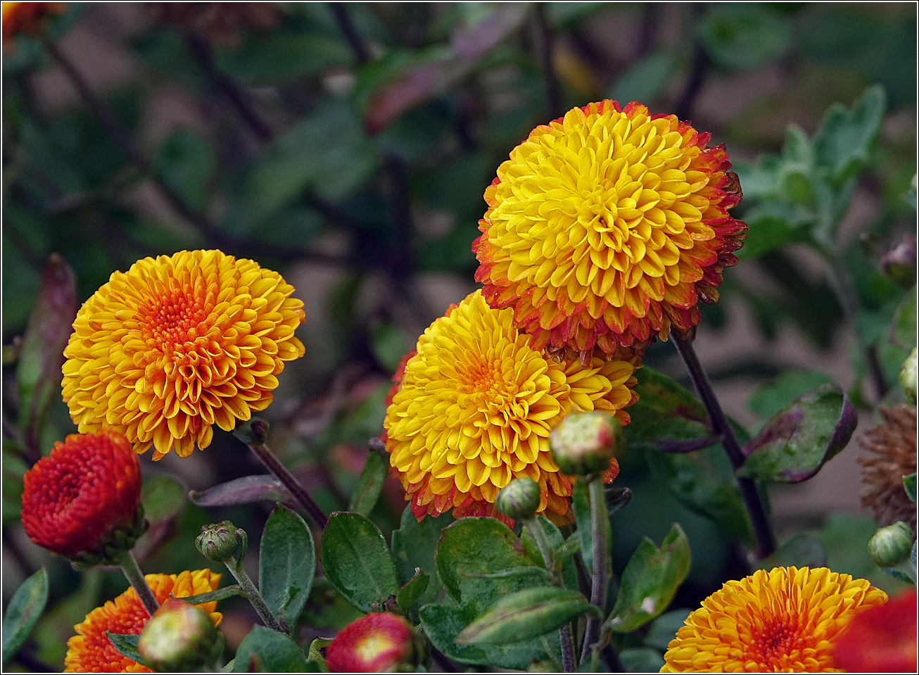 Изображение особи род Chrysanthemum.