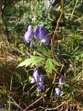 Aconitum consanguineum. Части побегов с цветками и плодами. Хабаровский край, г. Комсомольск-на-Амуре, берег руч. Тёплый ключ. 04.09.2024.