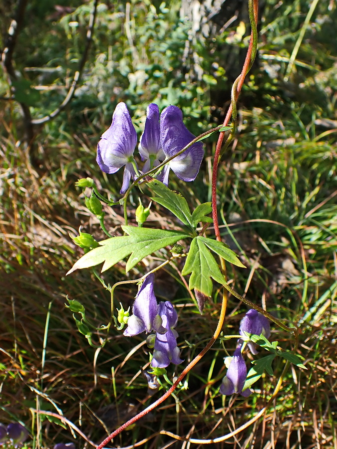 Image of Aconitum consanguineum specimen.