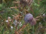 Cirsium polonicum