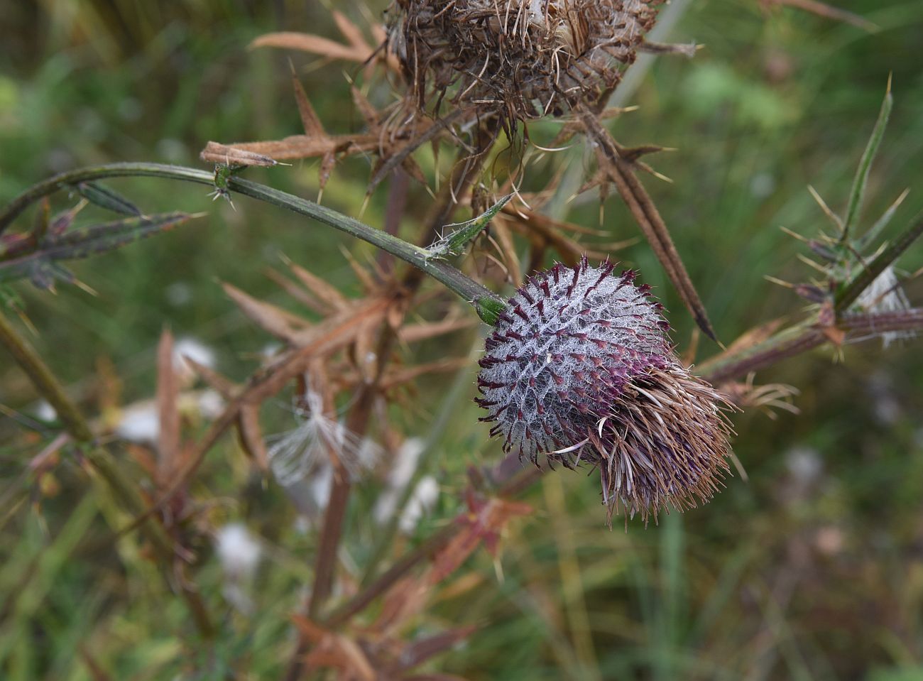 Изображение особи Cirsium polonicum.