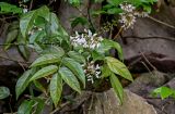 семейство Fabaceae. Верхушка ветви с соцветиями. Китай, Гуанси-Чжуанский автономный р-н, г. Яншо, опушка широколиственного леса, на скале. 01.06.2024.