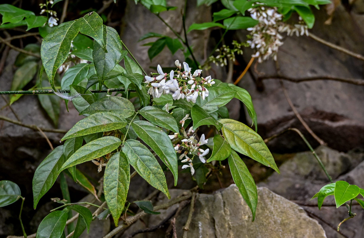 Image of familia Fabaceae specimen.