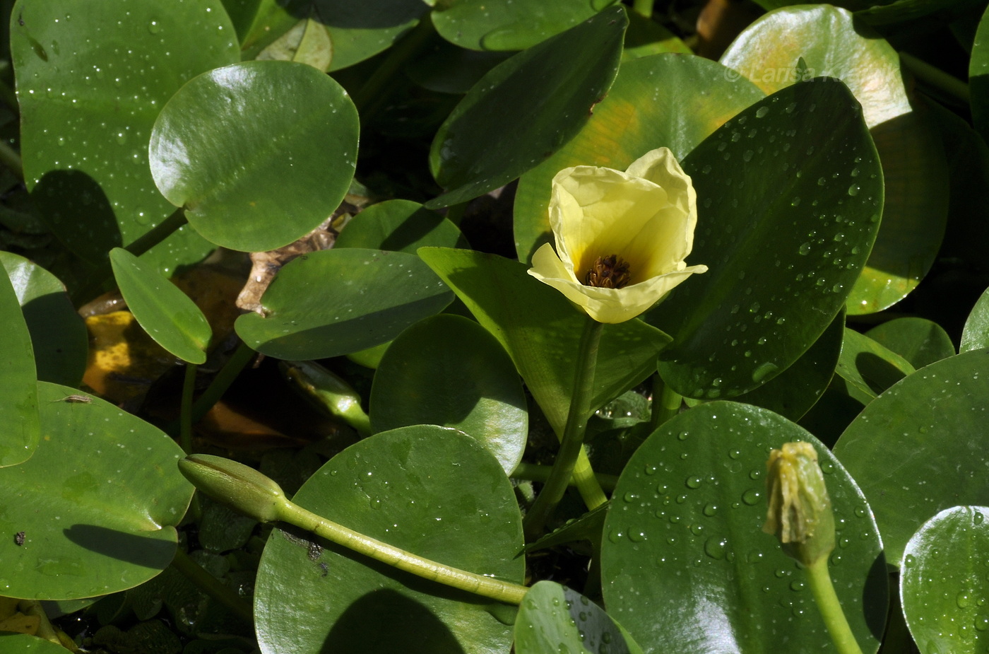 Image of Hydrocleys nymphoides specimen.