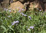 Verbena rigida