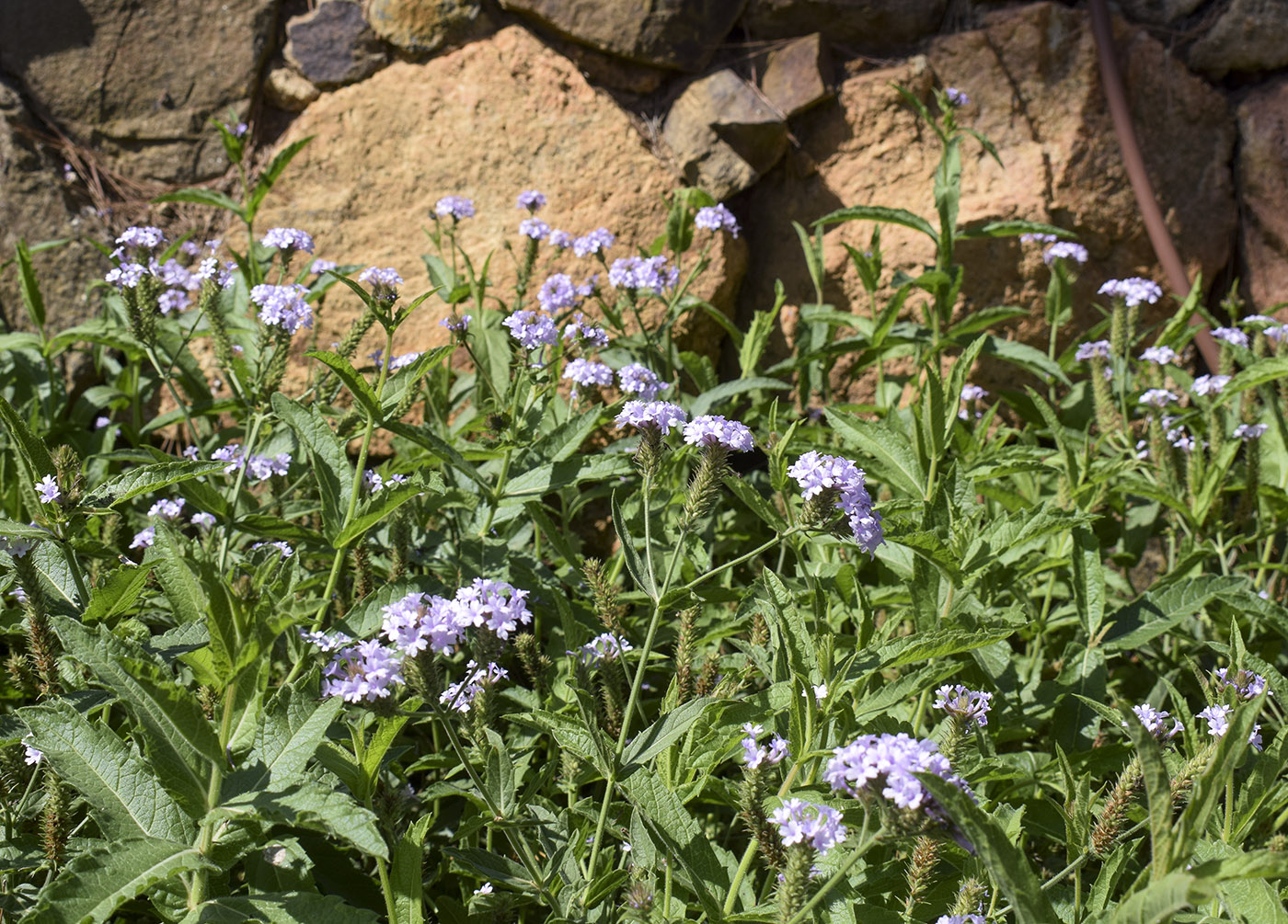 Изображение особи Verbena rigida.