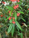 Cotoneaster salicifolius