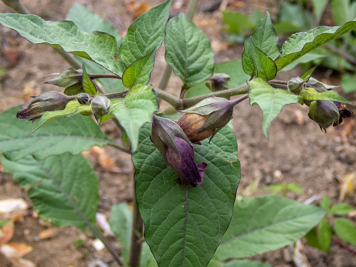 Image of Atropa bella-donna specimen.