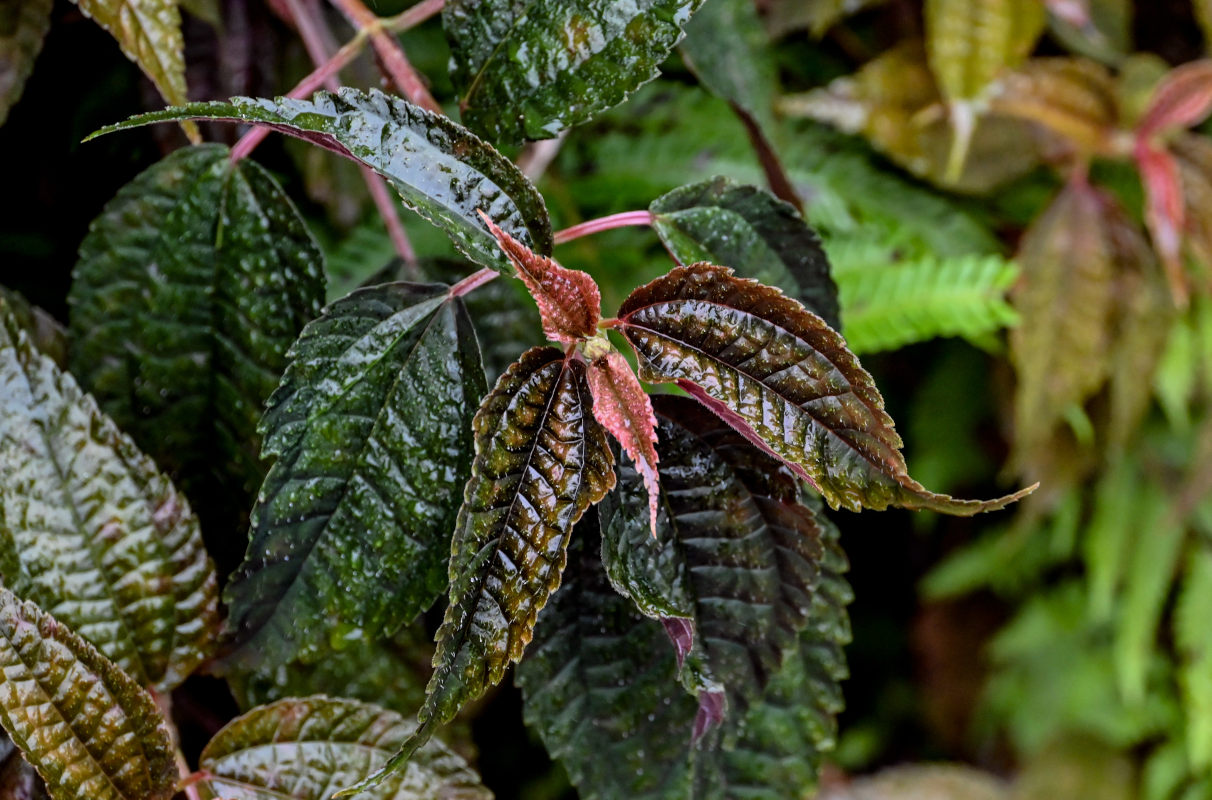 Image of genus Pilea specimen.