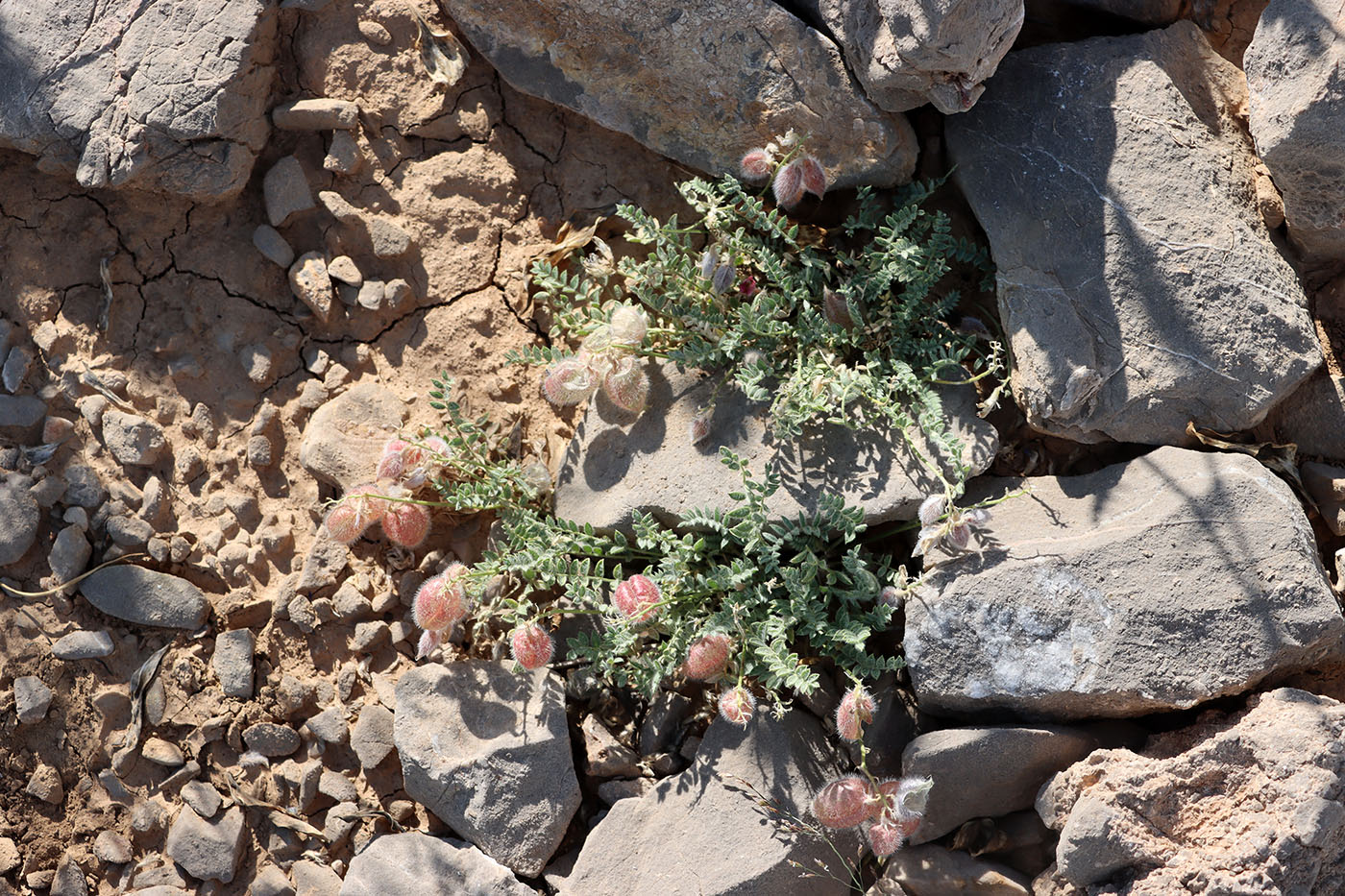 Image of Oxytropis anaulgensis specimen.