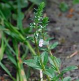 Veronica serpyllifolia