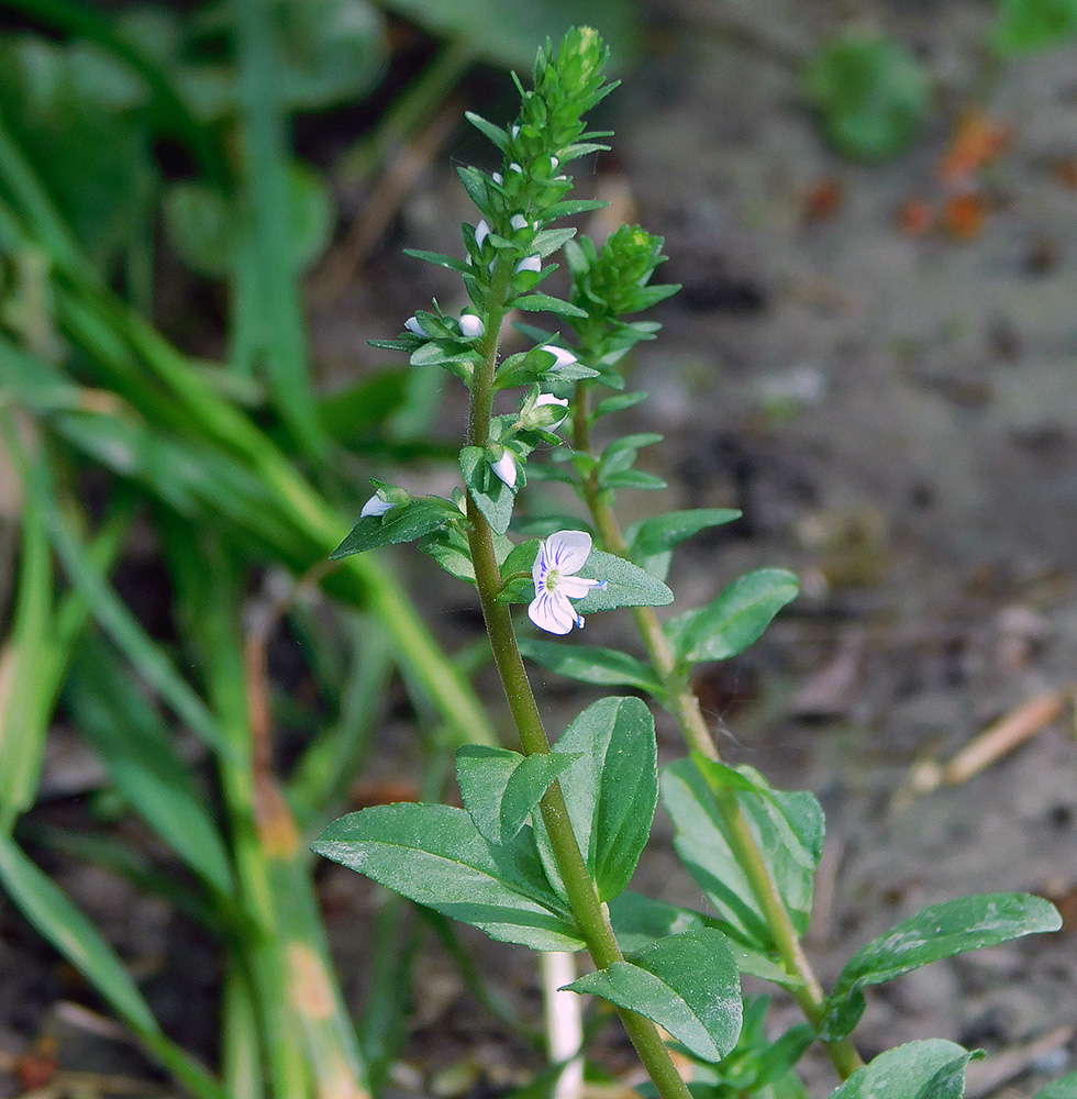 Изображение особи Veronica serpyllifolia.